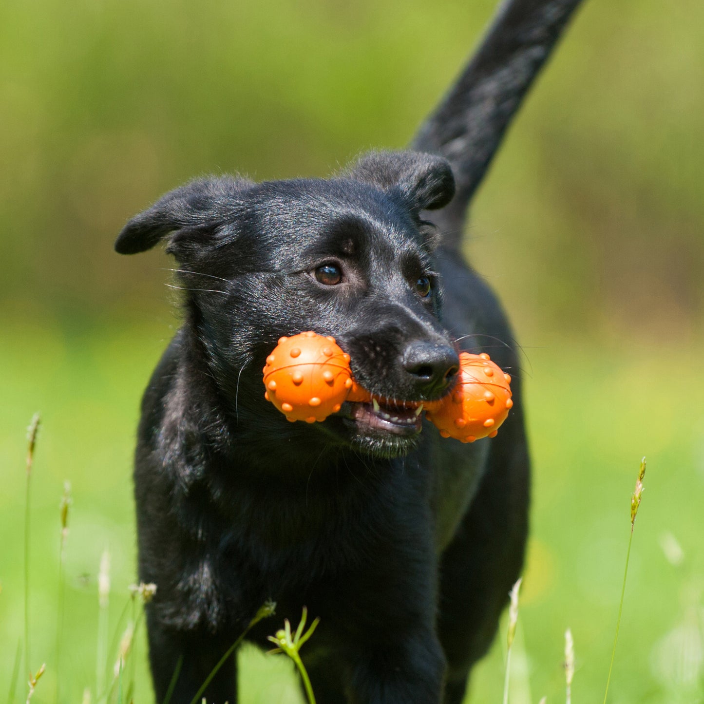 Major Dog  Barbell Fetch Toy for Small Dogs